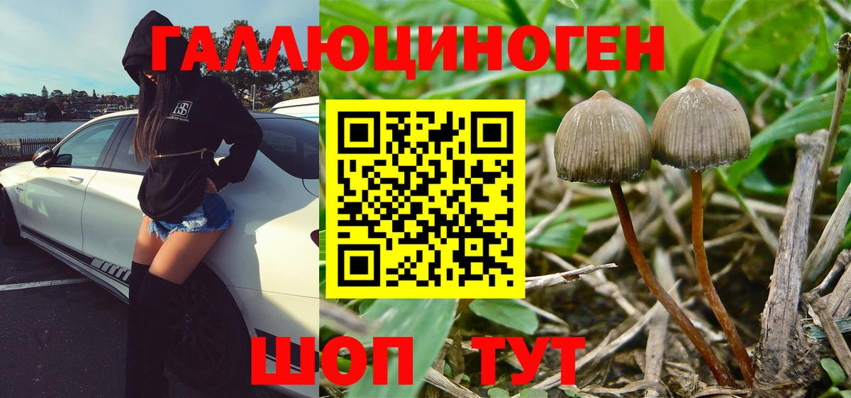 Шарыпово  где купить наркоту  Вход с VPN  Галлюциногенные грибы Psilocybine cubensis 